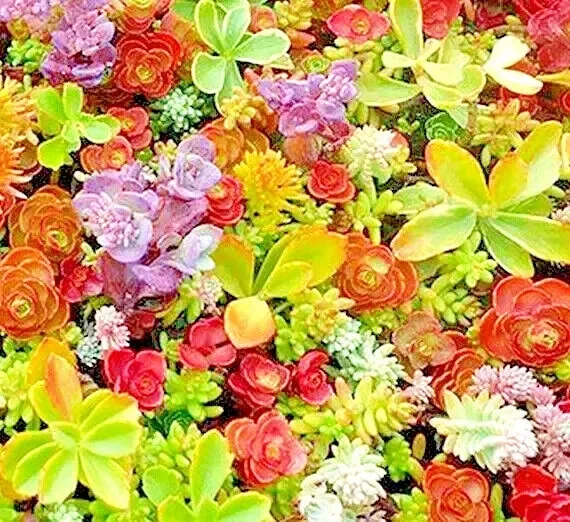 Sedum Spring Mix Seeds - 200 Count Stonecrop Succulent Ground Cover Perennial Outdoor Sedum Spring Mix Seeds - 200 Count Stonecrop Succulent Ground Cover Perennial Outdoor - Image 2