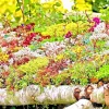 Sedum Spring Mix Seeds - 200 Count Stonecrop Succulent Ground Cover Perennial Outdoor Sedum Spring Mix Seeds - 200 Count Stonecrop Succulent Ground Cover Perennial Outdoor - Image 1