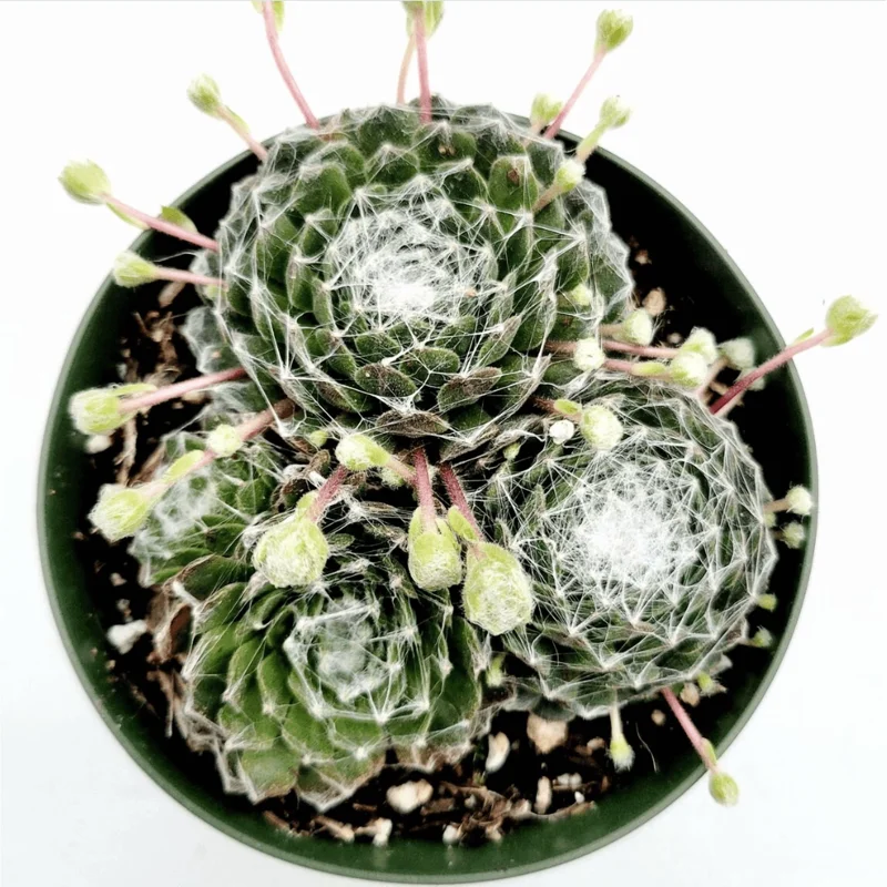 Sempervivum 'Hurricane' Succulent Live Plant – 2 Inch Pot – Indoor Outdoor Decor Sempervivum 'Hurricane' Succulent Live Plant – 2 Inch Pot – Indoor Outdoor Decor - Image 3
