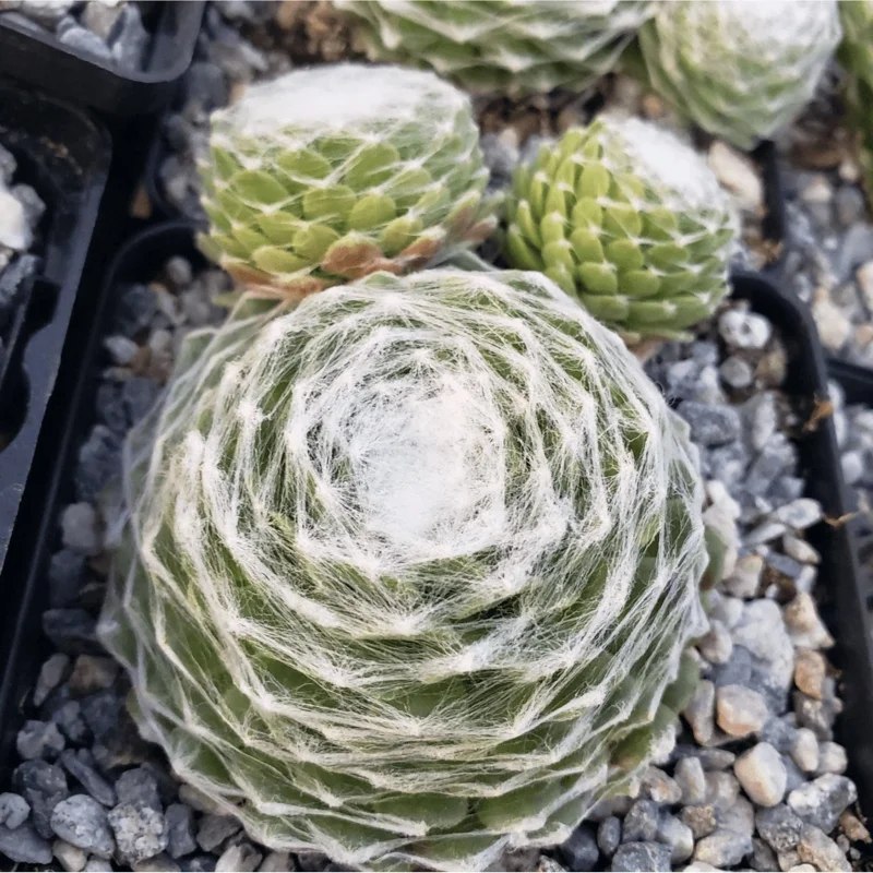 Sempervivum 'Hurricane' Succulent Live Plant – 2 Inch Pot – Indoor Outdoor Decor Sempervivum 'Hurricane' Succulent Live Plant – 2 Inch Pot – Indoor Outdoor Decor - Image 6