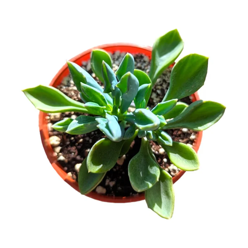 Senecio Kleiniiformis Spear Head Succulent Live Plant 2 Inch Pot Indoor Outdoor Senecio Kleiniiformis Spear Head Succulent Live Plant 2 Inch Pot Indoor Outdoor - Image 2