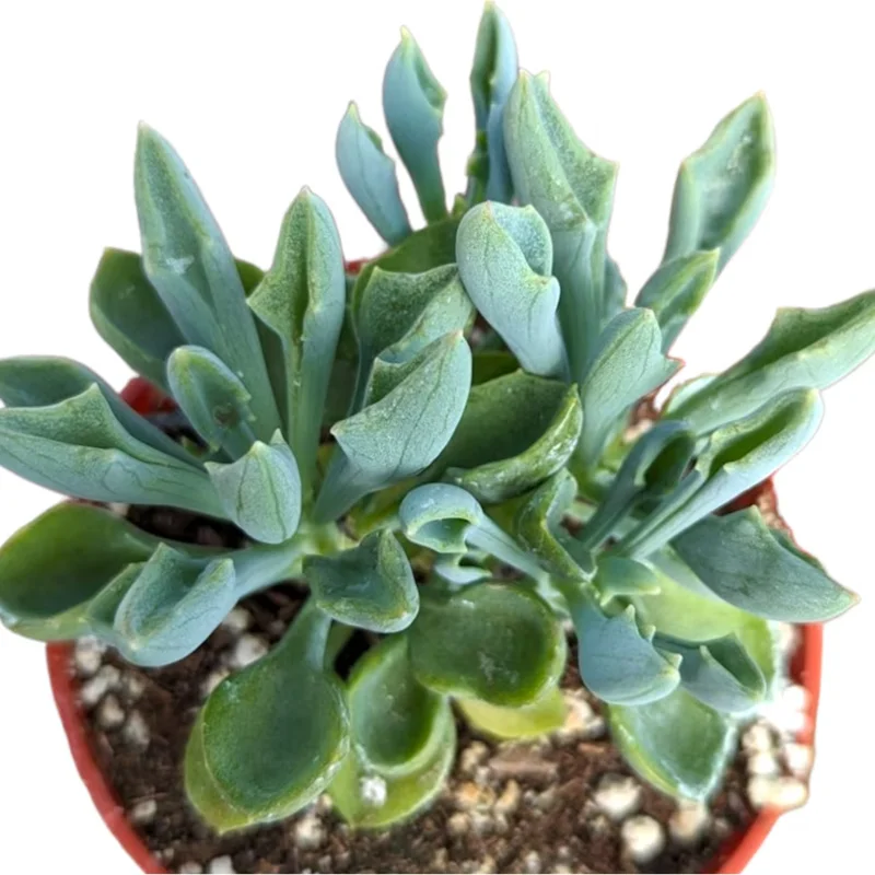 Senecio Kleiniiformis Spear Head Succulent Live Plant 2 Inch Pot Indoor Outdoor Senecio Kleiniiformis Spear Head Succulent Live Plant 2 Inch Pot Indoor Outdoor - Image 3