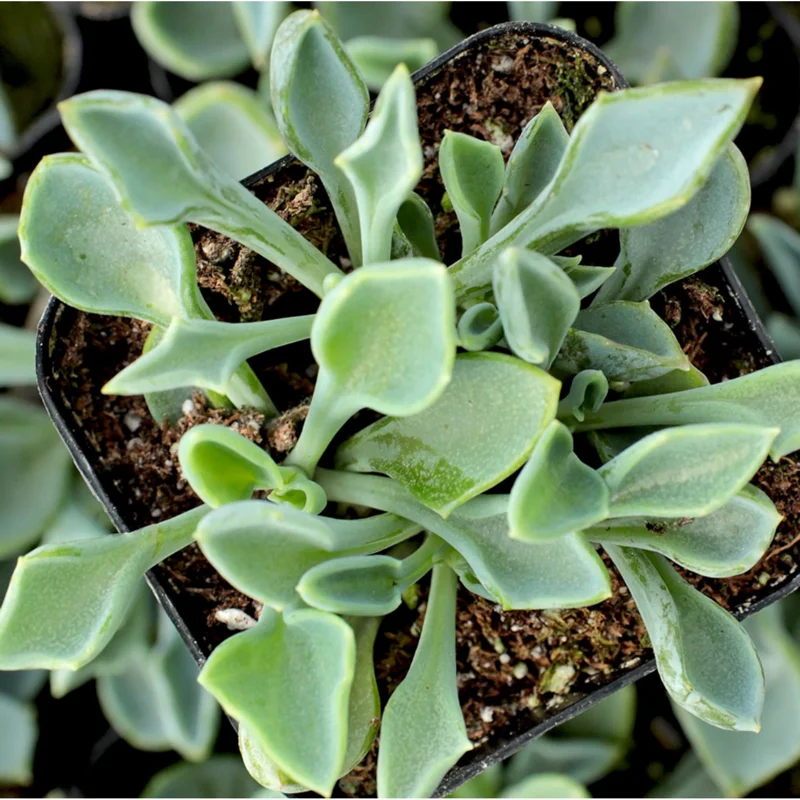 Senecio Kleiniiformis Spear Head Succulent Live Plant 2 Inch Pot Indoor Outdoor Senecio Kleiniiformis Spear Head Succulent Live Plant 2 Inch Pot Indoor Outdoor - Image 4