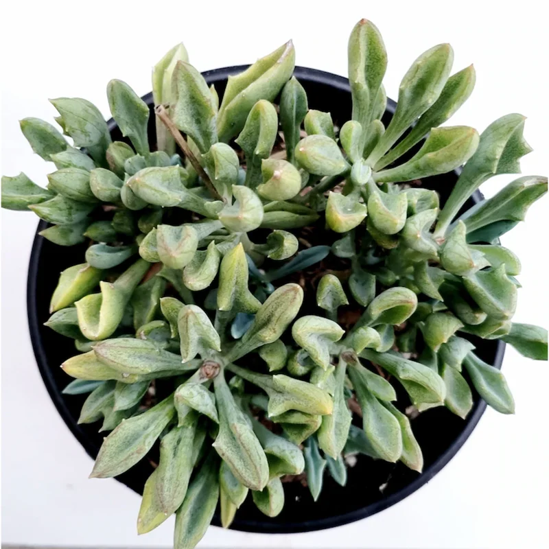 Senecio Kleiniiformis Spear Head Succulent Live Plant 2 Inch Pot Indoor Outdoor Senecio Kleiniiformis Spear Head Succulent Live Plant 2 Inch Pot Indoor Outdoor - Image 6