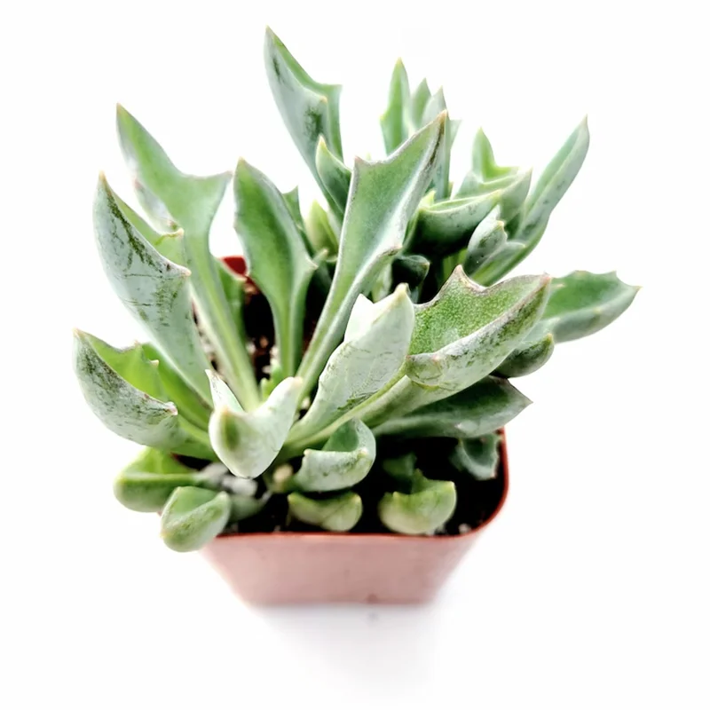 Senecio Kleiniiformis Spear Head Succulent Live Plant 2 Inch Pot Indoor Outdoor Senecio Kleiniiformis Spear Head Succulent Live Plant 2 Inch Pot Indoor Outdoor - Image 1