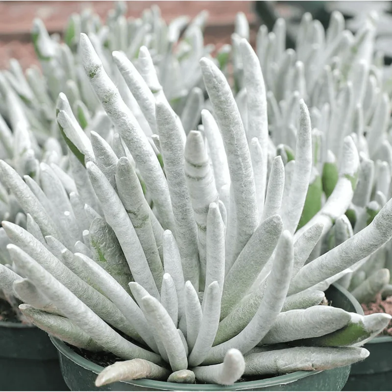Senecio Scaposus Succulent Live Plant 4" Bare Root - Drought Tolerant - Image 2