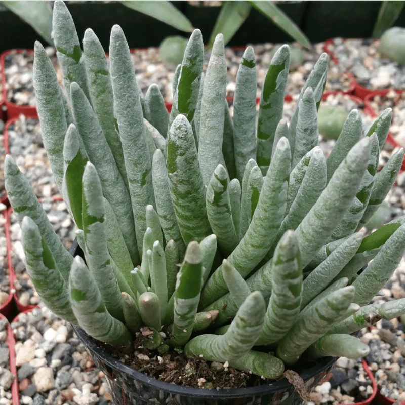Senecio Scaposus Succulent Live Plant 4" Bare Root - Drought Tolerant Senecio Scaposus Succulent Live Plant 4" Bare Root - Drought Tolerant - Image 3