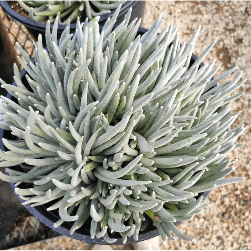 Senecio Scaposus Succulent Live Plant 4" Bare Root - Drought Tolerant Senecio Scaposus Succulent Live Plant 4" Bare Root - Drought Tolerant - Image 4