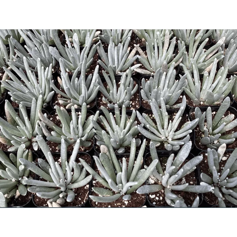 Senecio Scaposus Succulent Live Plant 4" Bare Root - Drought Tolerant Senecio Scaposus Succulent Live Plant 4" Bare Root - Drought Tolerant - Image 5