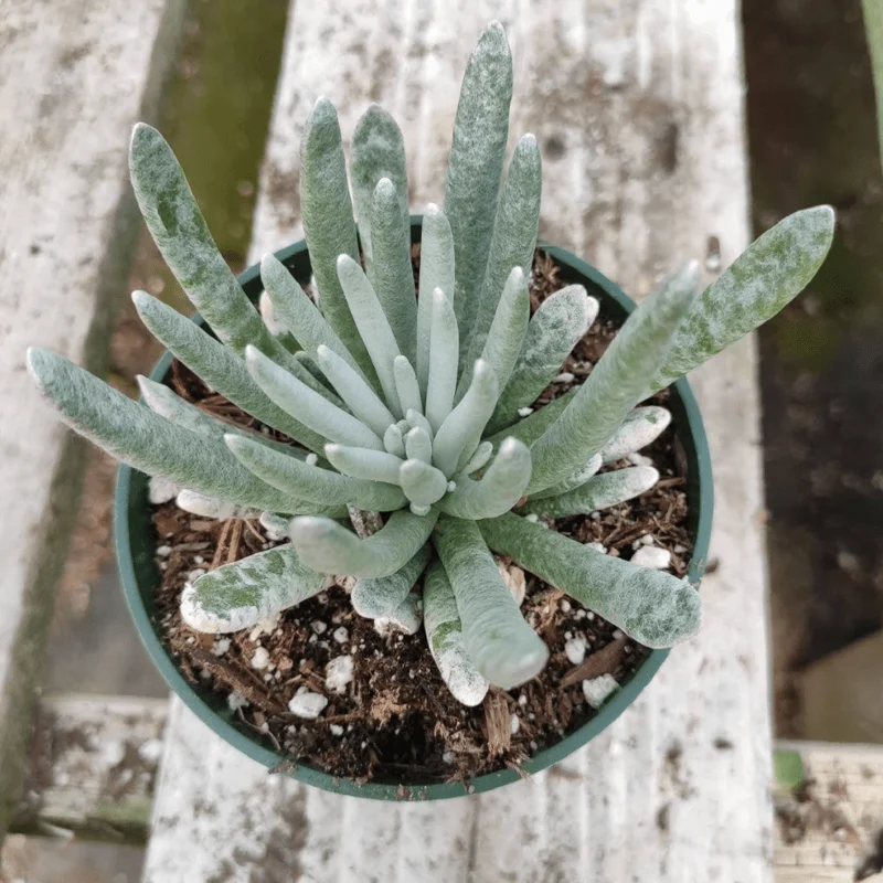 Senecio Scaposus Succulent Live Plant 4" Bare Root - Drought Tolerant Senecio Scaposus Succulent Live Plant 4" Bare Root - Drought Tolerant - Image 6