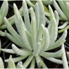 Senecio Scaposus Succulent Live Plant 4" Bare Root - Drought Tolerant - Image 1