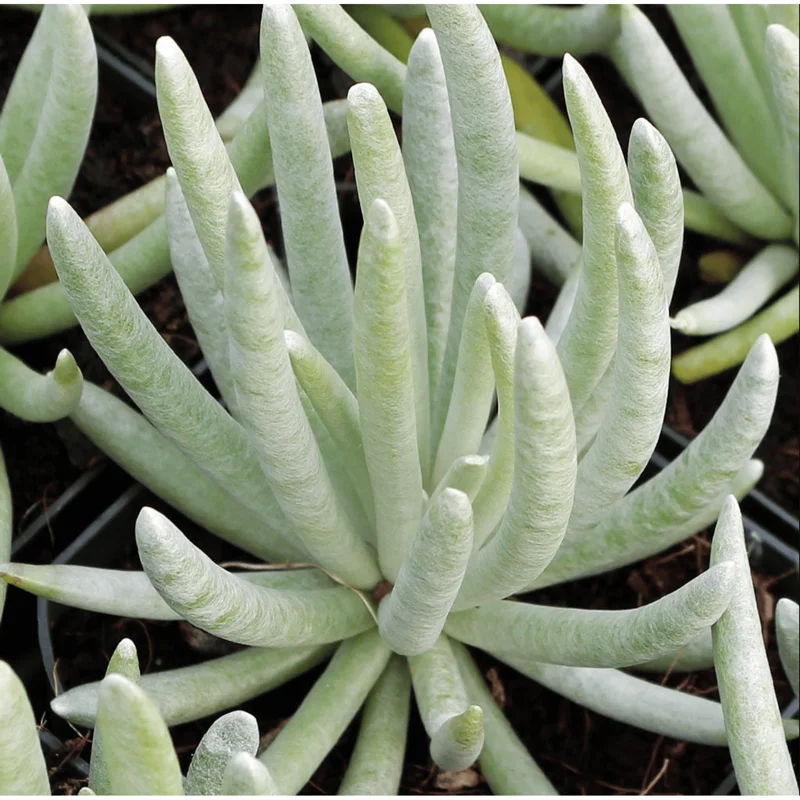 Senecio Scaposus Succulent Live Plant 4" Bare Root - Drought Tolerant - Image 1