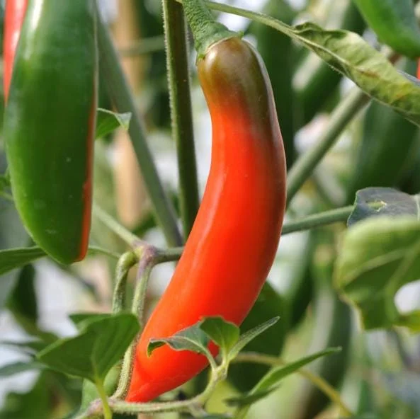 Serrano Pepper Plants Live - Set of 2 Hot Chili Vegetable Plants 4-6 Inch Tall for Outdoor Garden - Image 2