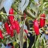 Serrano Pepper Plants Live - Set of 2 Hot Chili Vegetable Plants 4-6 Inch Tall for Outdoor Garden - Image 1