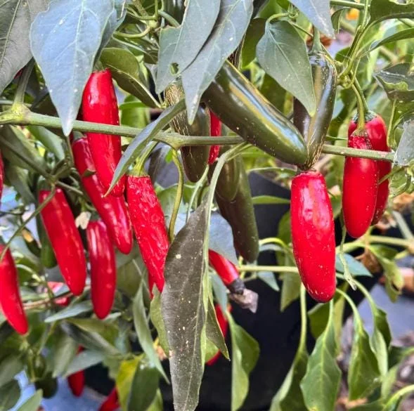 Serrano Pepper Plants Live - Set of 2 Hot Chili Vegetable Plants 4-6 Inch Tall for Outdoor Garden - Image 1