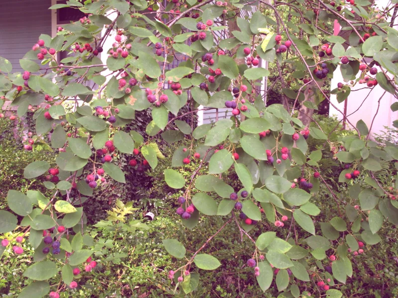 Serviceberry 'Amelanchier arborea' Live Plant – 16-24 Inches Tall – Outdoor Shrub - Image 2