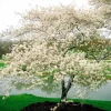 Serviceberry 'Amelanchier arborea' Live Plant - 16 to 24 Inches Tall, Bare Root Shrub - Image 1