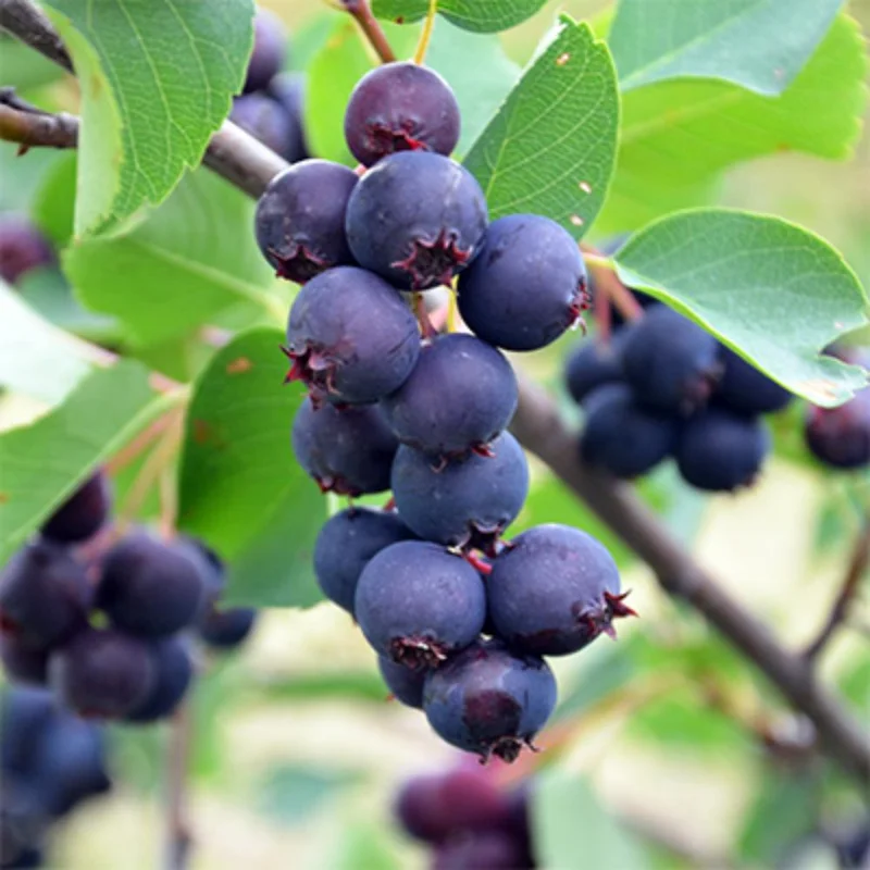 Serviceberry Live Plant – 6-12 Inch Tall Edible Berry Shrub – Outdoor Serviceberry Live Plant – 6-12 Inch Tall Edible Berry Shrub – Outdoor - Image 10