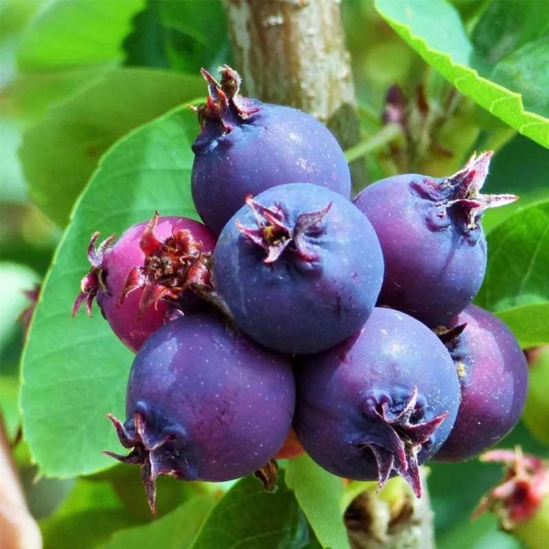 Serviceberry Live Plant – 6-12 Inch Tall Edible Berry Shrub – Outdoor Serviceberry Live Plant – 6-12 Inch Tall Edible Berry Shrub – Outdoor - Image 2