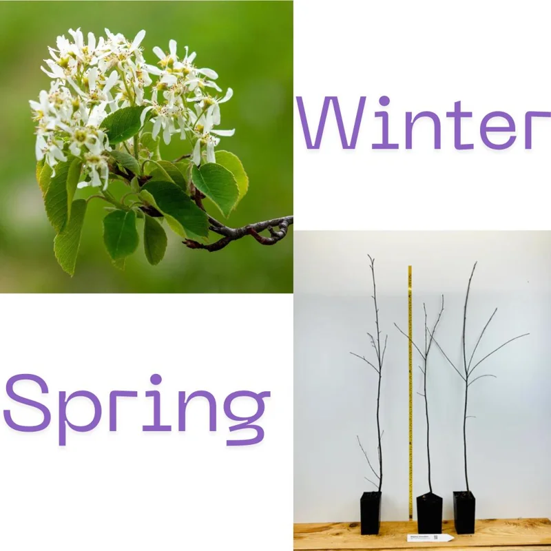Serviceberry Live Plant – 6-12 Inch Tall Edible Berry Shrub – Outdoor Serviceberry Live Plant – 6-12 Inch Tall Edible Berry Shrub – Outdoor - Image 3