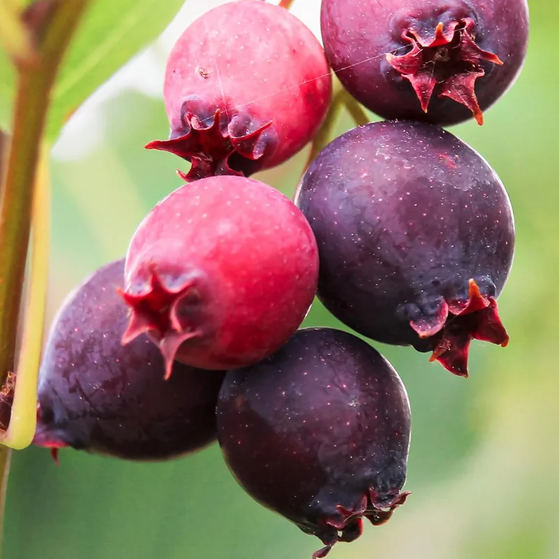 Serviceberry Live Plant – 6-12 Inch Tall Edible Berry Shrub – Outdoor Serviceberry Live Plant – 6-12 Inch Tall Edible Berry Shrub – Outdoor - Image 4