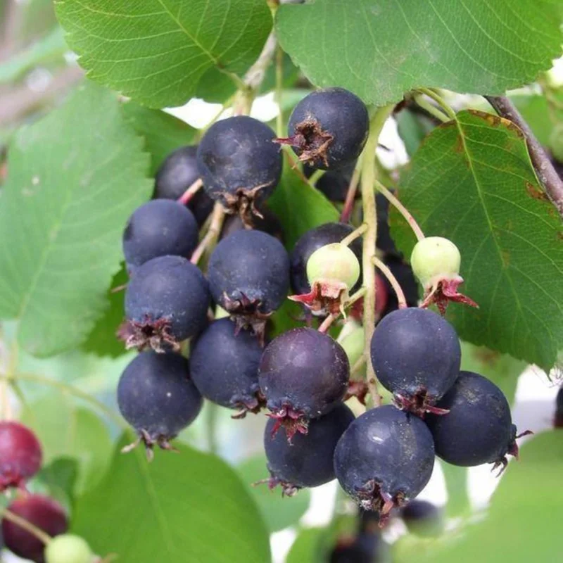 Serviceberry Live Plant – 6-12 Inch Tall Edible Berry Shrub – Outdoor Serviceberry Live Plant – 6-12 Inch Tall Edible Berry Shrub – Outdoor - Image 5