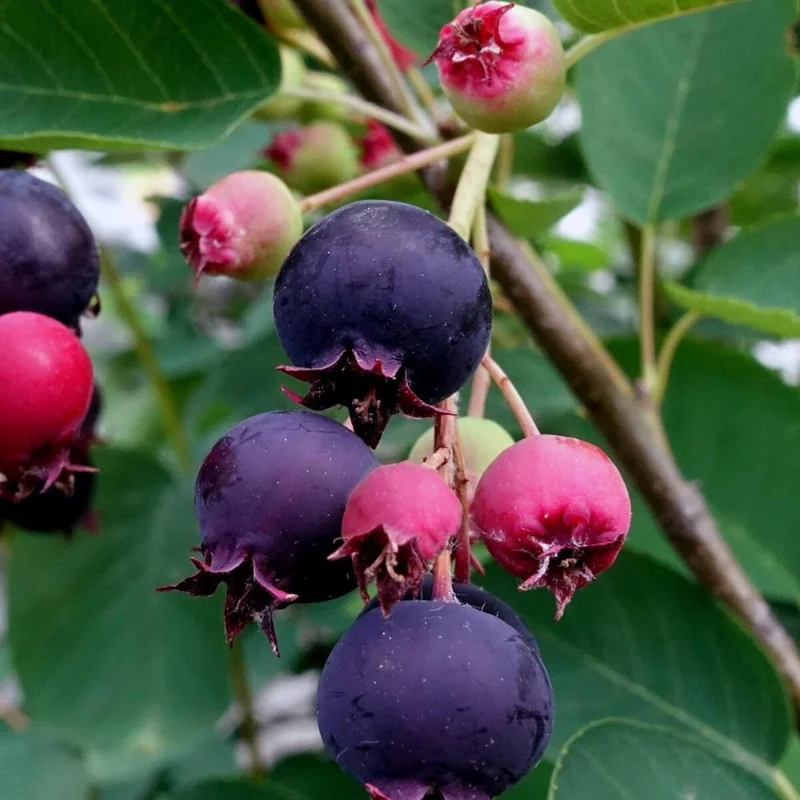 Serviceberry Live Plant – 6-12 Inch Tall Edible Berry Shrub – Outdoor Serviceberry Live Plant – 6-12 Inch Tall Edible Berry Shrub – Outdoor - Image 6