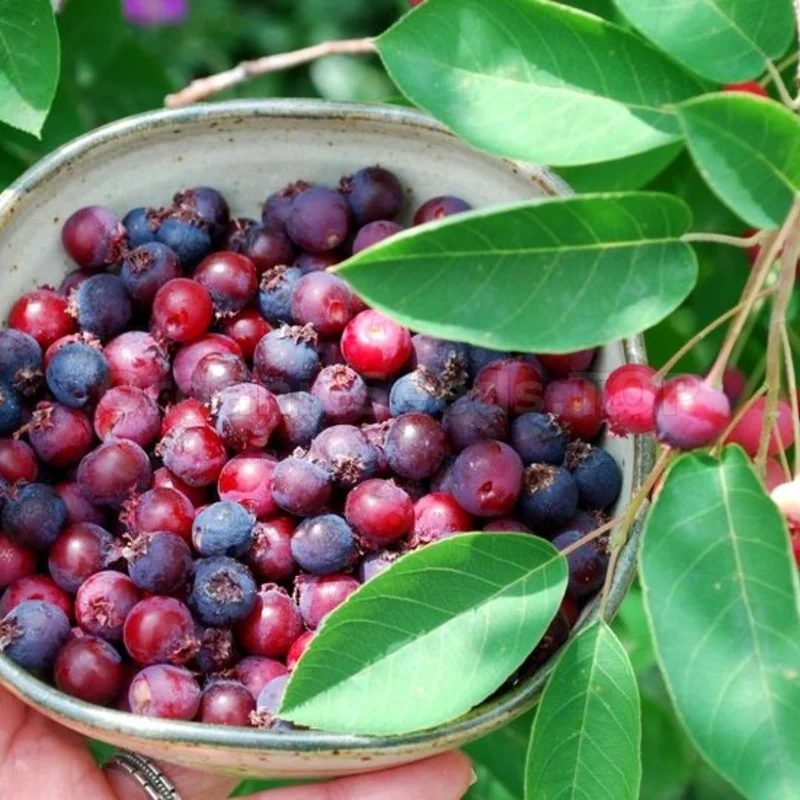 Serviceberry Live Plant – 6-12 Inch Tall Edible Berry Shrub – Outdoor Serviceberry Live Plant – 6-12 Inch Tall Edible Berry Shrub – Outdoor - Image 7
