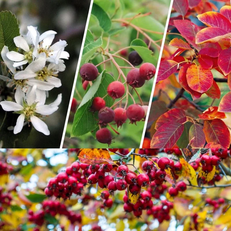 Serviceberry Live Plant – 6-12 Inch Tall Edible Berry Shrub – Outdoor Serviceberry Live Plant – 6-12 Inch Tall Edible Berry Shrub – Outdoor - Image 9