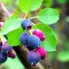 Serviceberry Live Plant – 6-12 Inch Tall Edible Berry Shrub – Outdoor - Image 1
