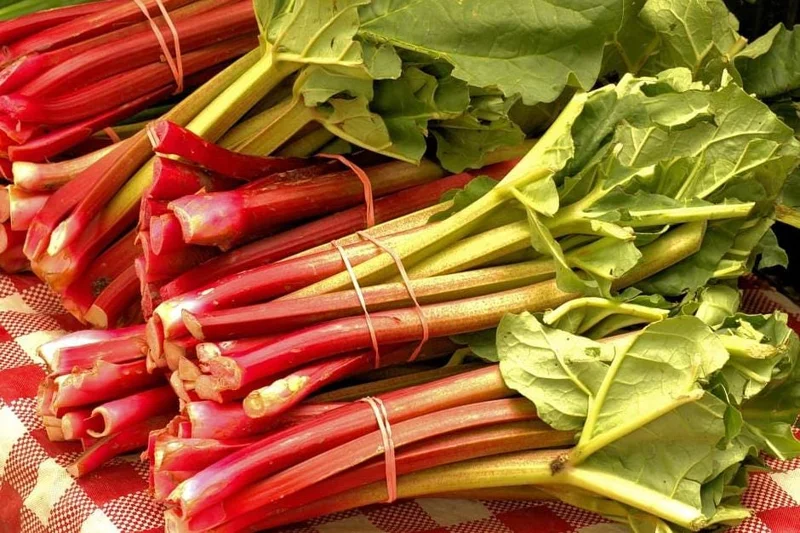 Set 15 Victoria Rhubarb Bulbs for Planting - Heirloom Perennial Vegetable Set 15 Victoria Rhubarb Bulbs for Planting - Heirloom Perennial Vegetable - Image 2