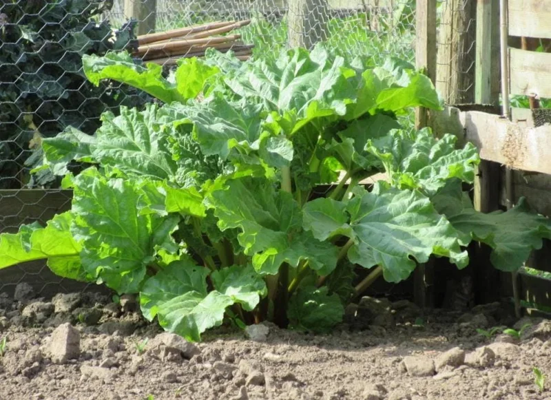 Set 15 Victoria Rhubarb Bulbs for Planting - Heirloom Perennial Vegetable Set 15 Victoria Rhubarb Bulbs for Planting - Heirloom Perennial Vegetable - Image 8