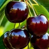 Set 2 Black Cherry Bare Roots - Prunus Serotina Live Fruit Tree, 1-2 Ft Tall Set 2 Black Cherry Bare Roots - Prunus Serotina Live Fruit Tree, 1-2 Ft Tall - Image 1