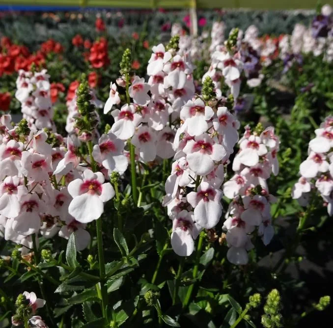 Set 2 Diascia 'Cherry Blossom' Live Plug Plant, 2-6 Inch Tall, Long-Blooming Pink Flowers for Containers & Borders Set 2 Diascia 'Cherry Blossom' Live Plug Plant, 2-6 Inch Tall, Long-Blooming Pink Flowers for Containers & Borders - Image 2