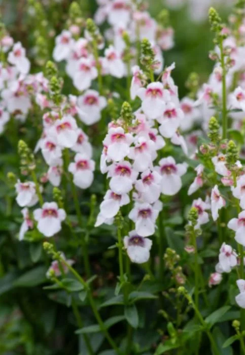 Set 2 Diascia 'Cherry Blossom' Live Plug Plant, 2-6 Inch Tall, Long-Blooming Pink Flowers for Containers & Borders Set 2 Diascia 'Cherry Blossom' Live Plug Plant, 2-6 Inch Tall, Long-Blooming Pink Flowers for Containers & Borders - Image 3