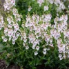 Set 2 Diascia 'Cherry Blossom' Live Plug Plant, 2-6 Inch Tall, Long-Blooming Pink Flowers for Containers & Borders - Image 1