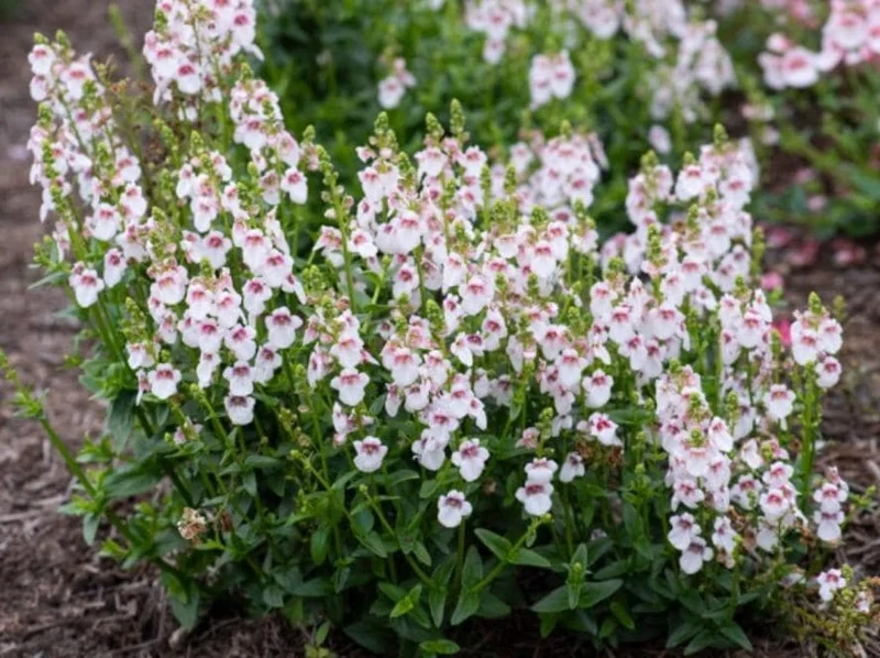Set 2 Diascia 'Cherry Blossom' Live Plug Plant, 2-6 Inch Tall, Long-Blooming Pink Flowers for Containers & Borders Set 2 Diascia 'Cherry Blossom' Live Plug Plant, 2-6 Inch Tall, Long-Blooming Pink Flowers for Containers & Borders - Image 1