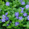 Set 25 Vinca Live Plants – Periwinkle Ground Cover Perennials – 6-8 Inch Tall – Outdoor Set 25 Vinca Live Plants – Periwinkle Ground Cover Perennials – 6-8 Inch Tall – Outdoor - Image 1