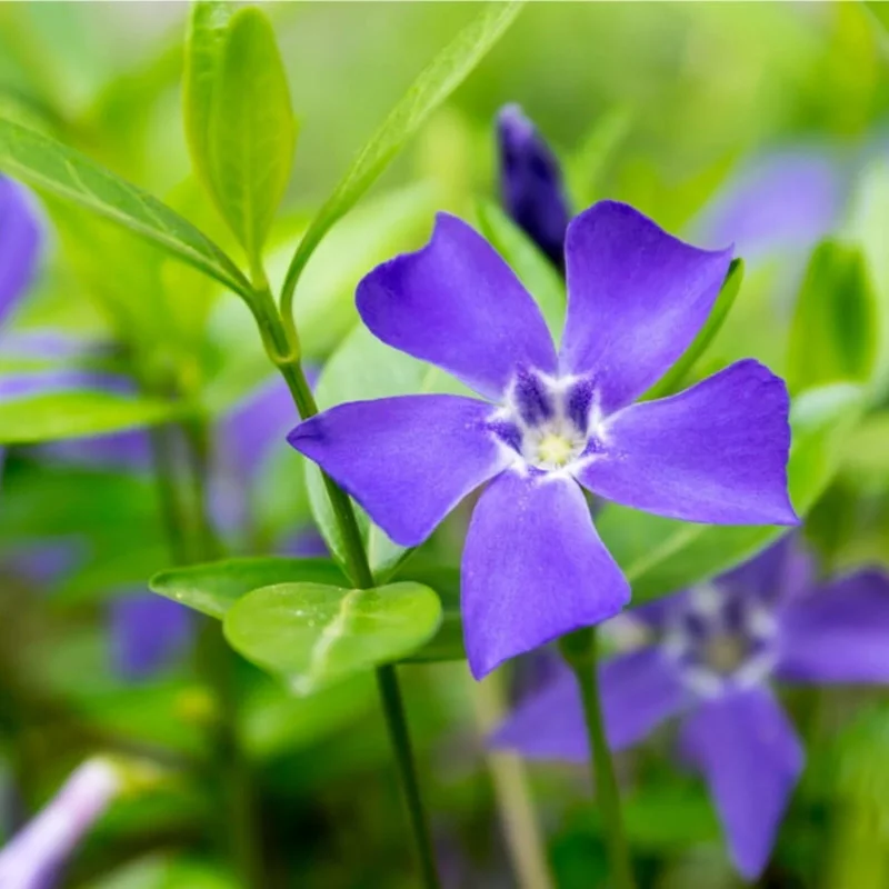 Set 25 Vinca Minor Live Plants - Creeping Periwinkle Ground Cover, Blue Flowers, 4-6 Inch Tall Set 25 Vinca Minor Live Plants - Creeping Periwinkle Ground Cover, Blue Flowers, 4-6 Inch Tall - Image 3