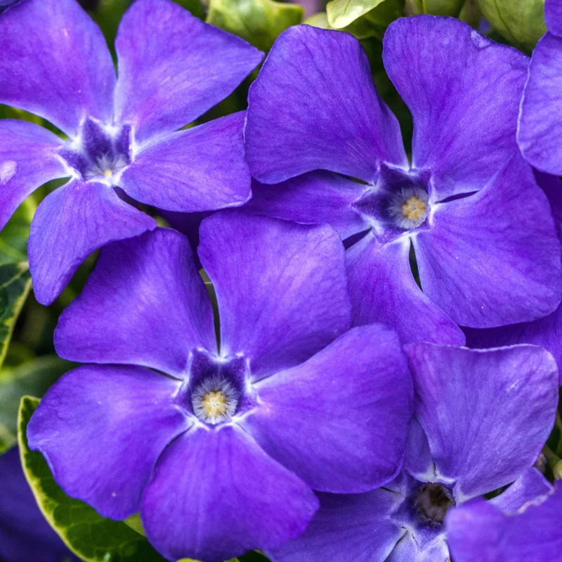 Set 25 Vinca Minor Live Plants - Creeping Periwinkle Ground Cover, Blue Flowers, 4-6 Inch Tall Set 25 Vinca Minor Live Plants - Creeping Periwinkle Ground Cover, Blue Flowers, 4-6 Inch Tall - Image 4