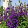 Set 3 Lobelia Starship Blue Plug - 2-5 Inch Tall - Lobelia siphilitica - Hardy Blue Cardinal Flower for Pollinator & Garden Beds - Image 1