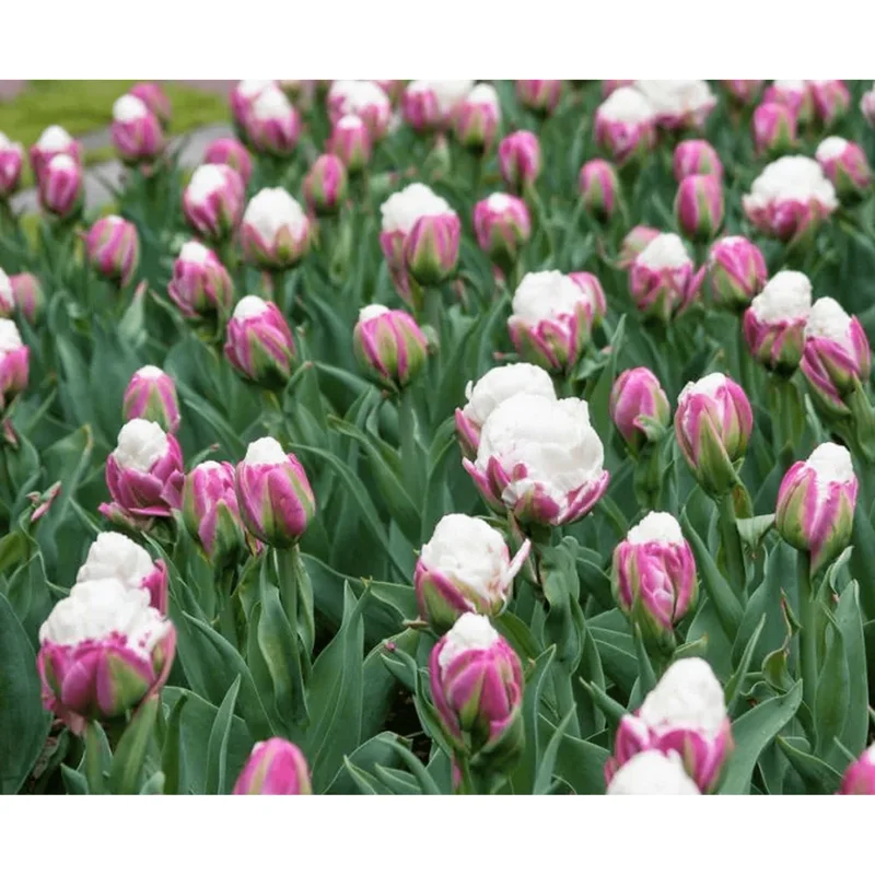 Set 5 Ice Cream Tulip Bulbs for Planting - Double Peony Tulips - Image 2