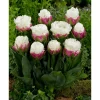 Set 5 Ice Cream Tulip Bulbs for Planting - Double Peony Tulips - Image 1