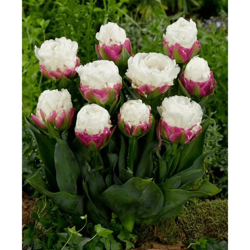 Set 5 Ice Cream Tulip Bulbs for Planting - Double Peony Tulips - Image 1