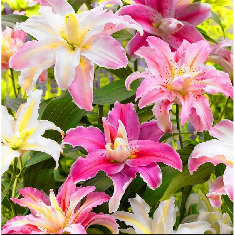 Set 8 Assorted Lily Bulbs - Fragrant Oriental & Asiatic Lilies for Planting - Image 2