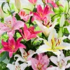 Set 8 Assorted Lily Bulbs - Fragrant Oriental & Asiatic Lilies for Planting - Image 1
