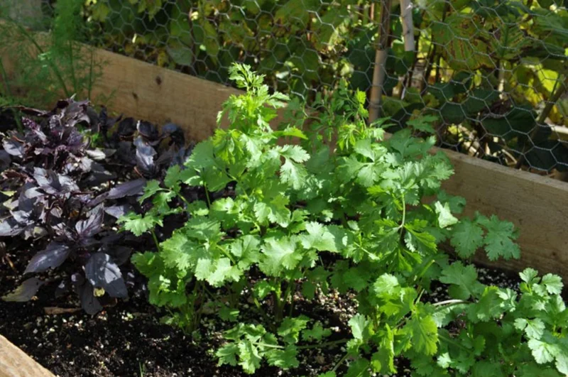 Set of 10 Coriander Live Plants – Fresh Culinary Herb in 4 Inch Pot - Cilantro Set of 10 Coriander Live Plants – Fresh Culinary Herb in 4 Inch Pot - Cilantro - Image 2