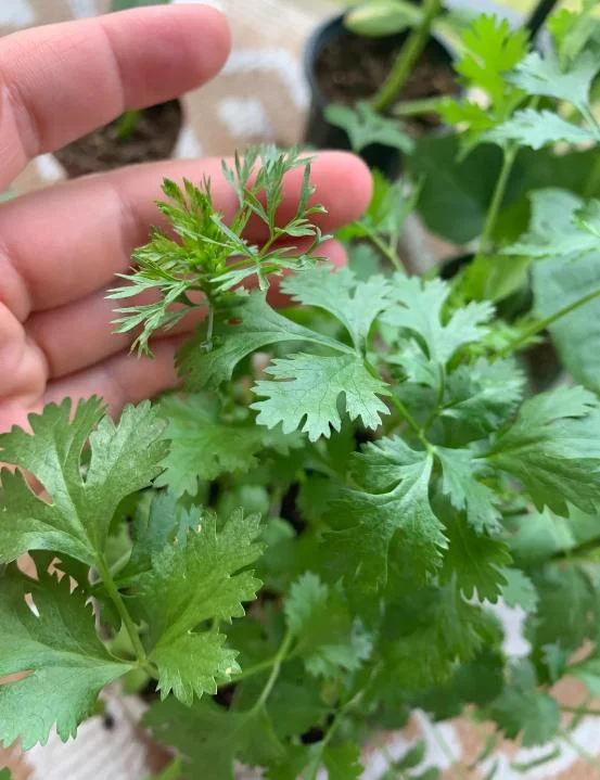 Set of 10 Coriander Live Plants – Fresh Culinary Herb in 4 Inch Pot - Cilantro Set of 10 Coriander Live Plants – Fresh Culinary Herb in 4 Inch Pot - Cilantro - Image 3