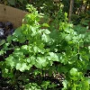 Set of 10 Coriander Live Plants – Fresh Culinary Herb in 4 Inch Pot - Cilantro Set of 10 Coriander Live Plants – Fresh Culinary Herb in 4 Inch Pot - Cilantro - Image 1