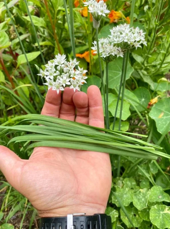 Set of 10 Live Garlic Chive Plants – Bare Root Culinary Herb for Garden Set of 10 Live Garlic Chive Plants – Bare Root Culinary Herb for Garden - Image 2